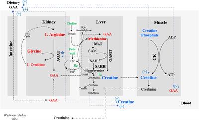 The Potential of Guanidino Acetic Acid to Reduce the Occurrence and Severity of Broiler Muscle Myopathies